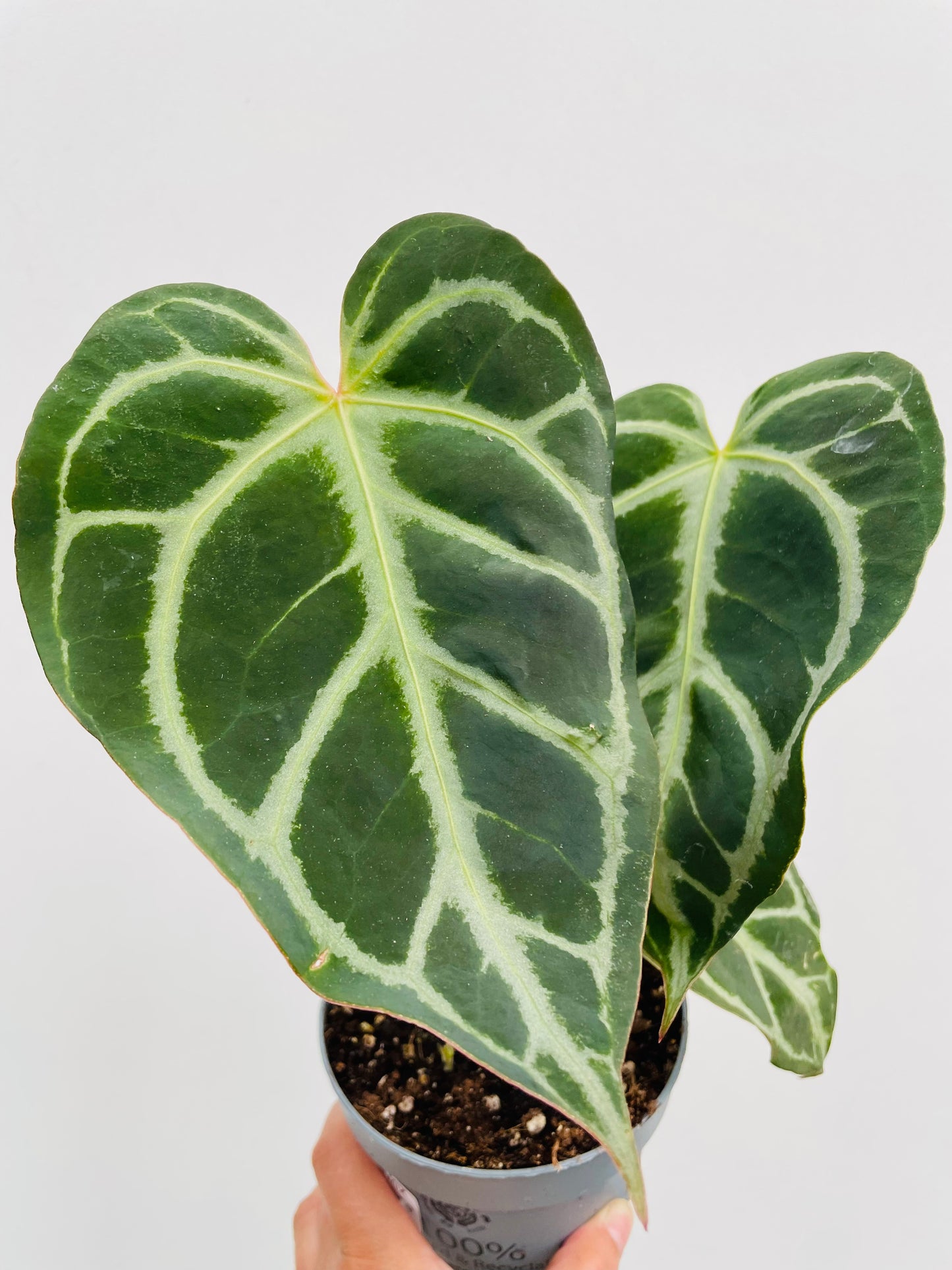Anthurium clarinervium