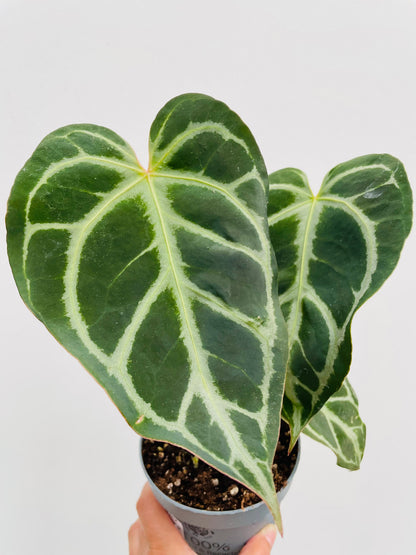 Anthurium clarinervium