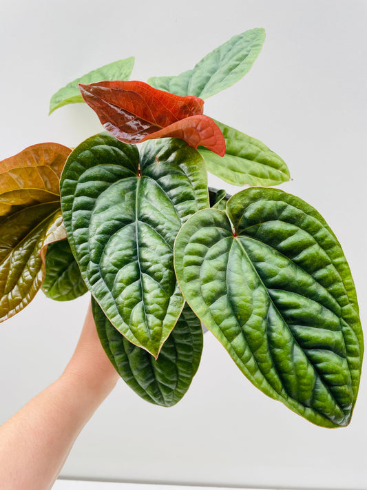 Bilde av Anthurium luxurians x radicans, 12 cm potte-Spanne Plantesalg