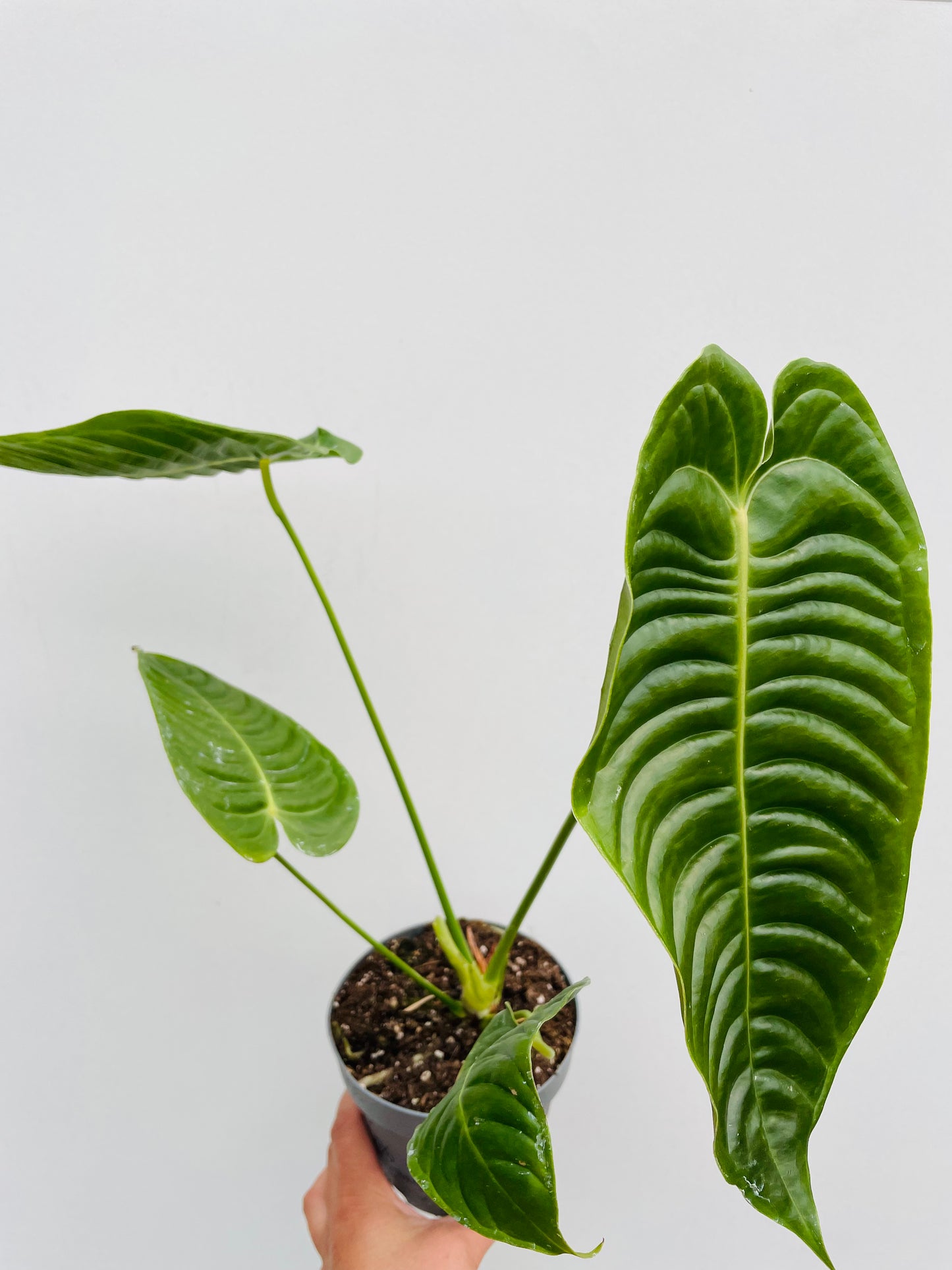 Anthurium veitchii
