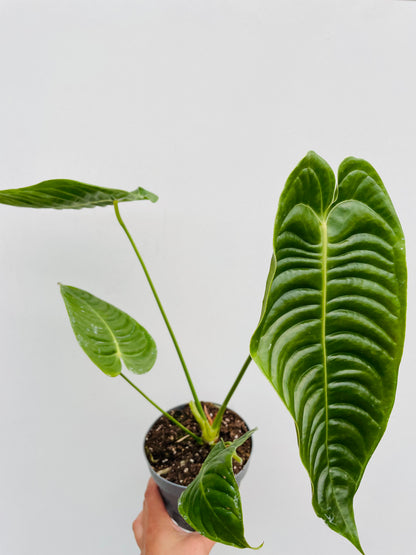 Anthurium veitchii