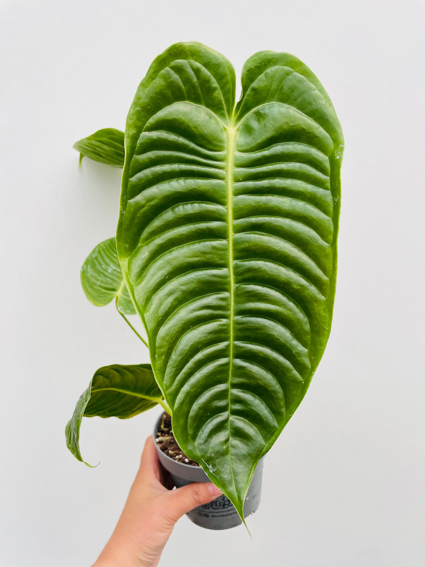 Anthurium veitchii