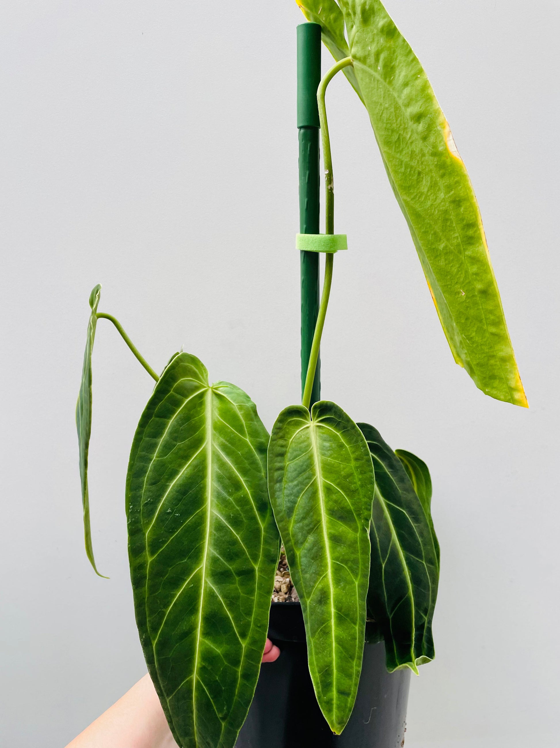 Bilde av Anthurium warocqueanum 18 cm potte-Spanne Plantesalg