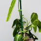 Bilde av Anthurium warocqueanum 18 cm potte-Spanne Plantesalg