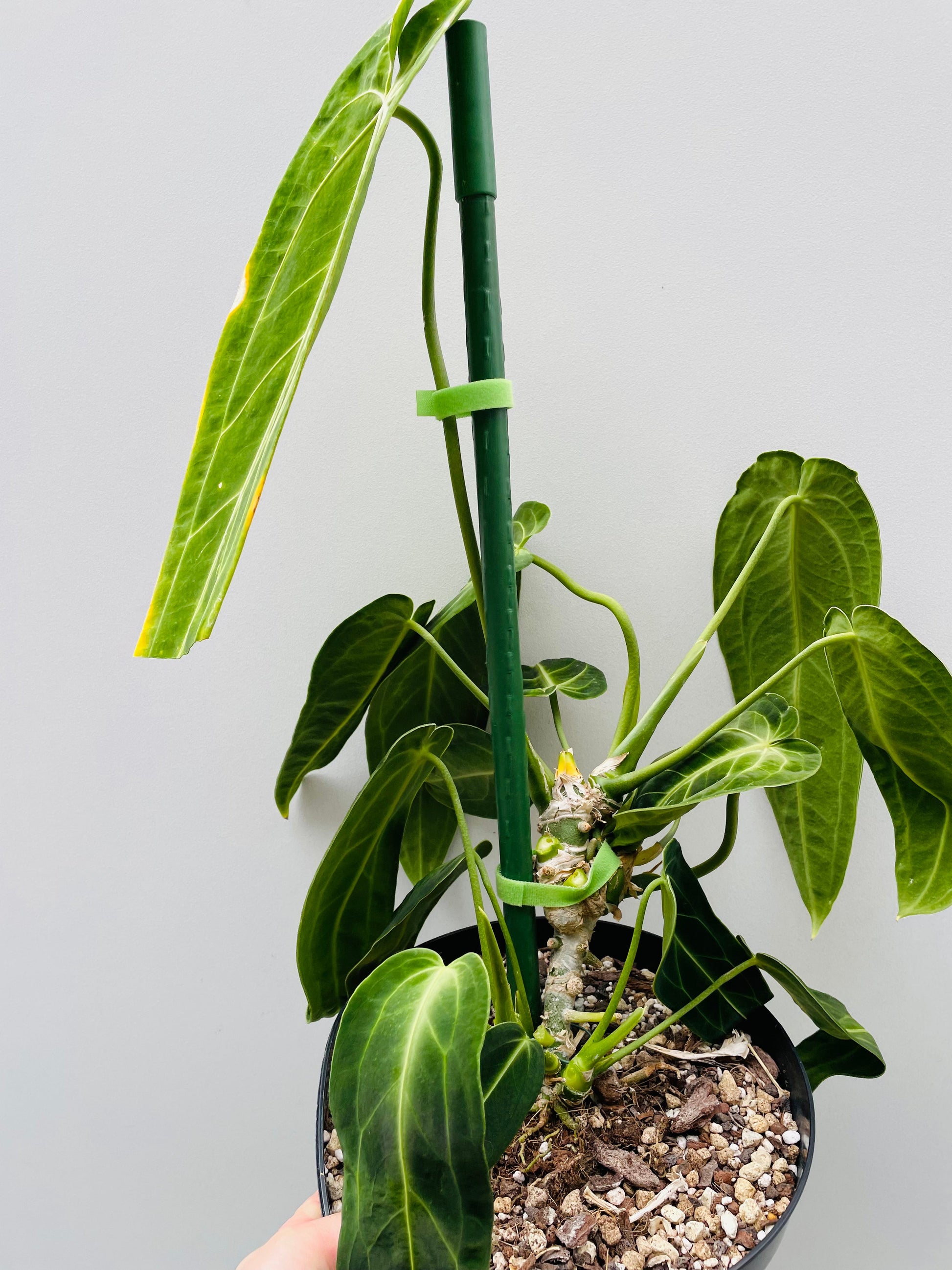 Bilde av Anthurium warocqueanum 18 cm potte-Spanne Plantesalg