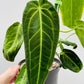 Bilde av Anthurium warocqueanum 18 cm potte-Spanne Plantesalg