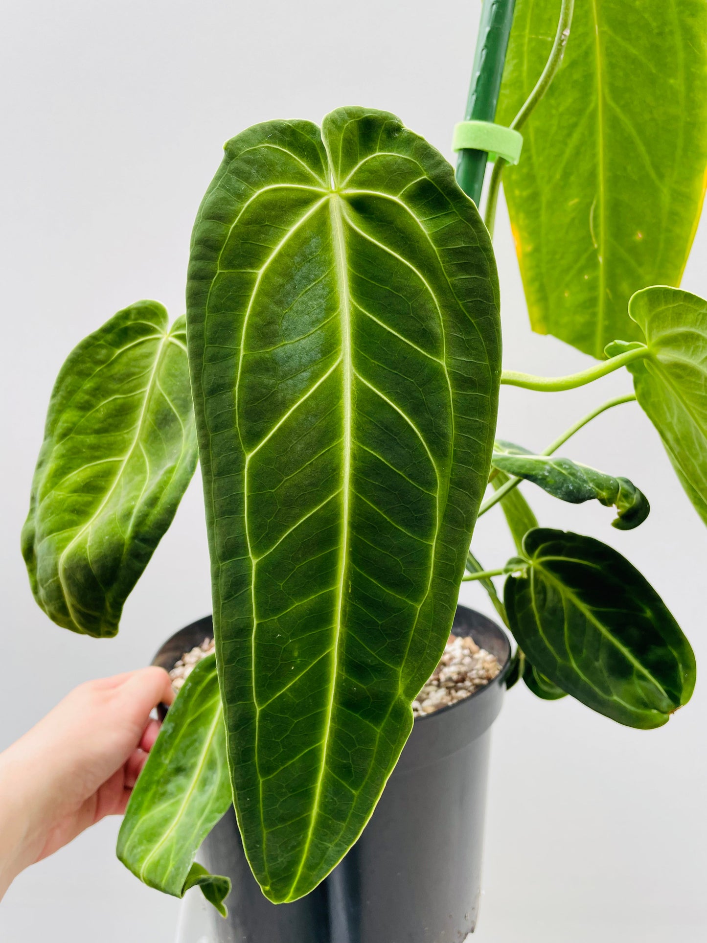 Bilde av Anthurium warocqueanum 18 cm potte-Spanne Plantesalg