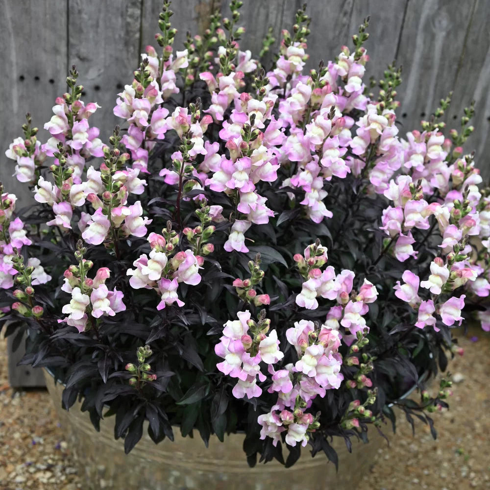 Bilde av Antirrhinum maj. Snap in Black Pink Pris pr 2 stk-Spanne Plantesalg