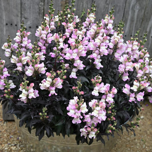 Bilde av Antirrhinum maj. Snap in Black Pink Pris pr 2 stk-Spanne Plantesalg