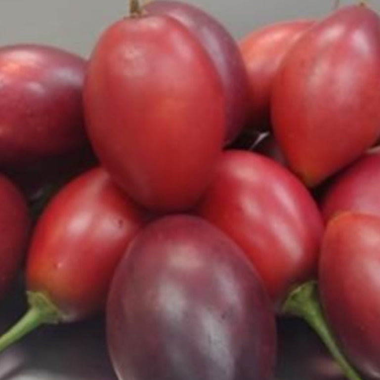 Bilde av Cyphomandra betacea /Tamarillo-Spanne Plantesalg