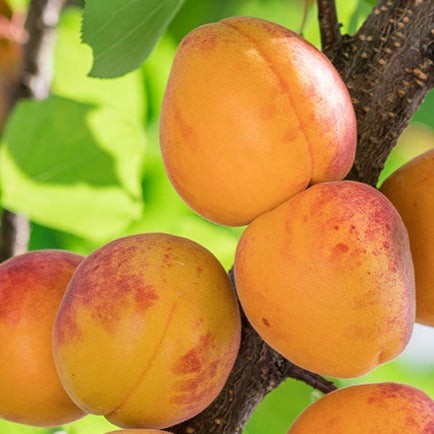 Bilde av Prunus arm. 'Tros Oranje' /Aprikos-Spanne Plantesalg