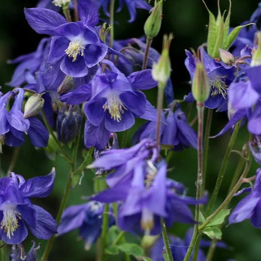 Bilde av Aquilegia alpina 'Navy Blue'-Spanne Plantesalg
