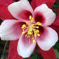 Bilde av Aquilegia 'Crimson Star'-Spanne Plantesalg