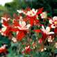 Bilde av Aquilegia 'Crimson Star'-Spanne Plantesalg