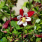 Bilde av Aquilegia 'Crimson Star'-Spanne Plantesalg