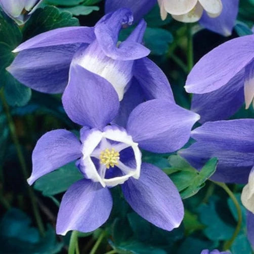 Bilde av Aquilegia f. 'Cameo' (blue-white)-Spanne Plantesalg