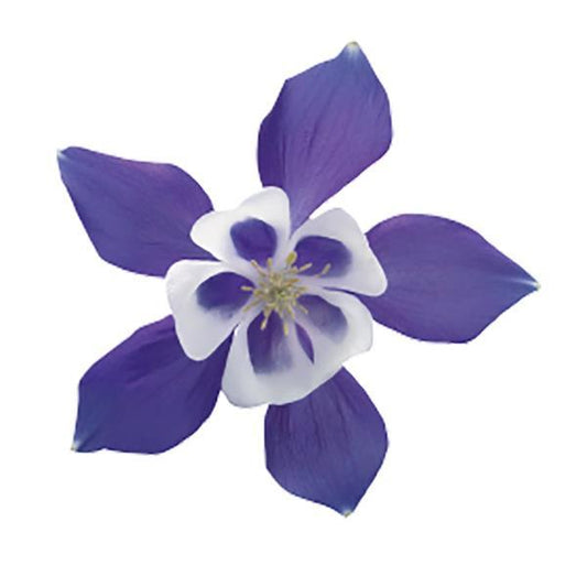 Bilde av Aquilegia 'Spring Magic Blue White'-Spanne Plantesalg