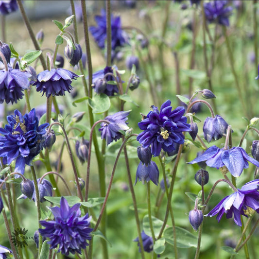 Bilde av Aquilegia v. 'Blue Barlow'-Spanne Plantesalg