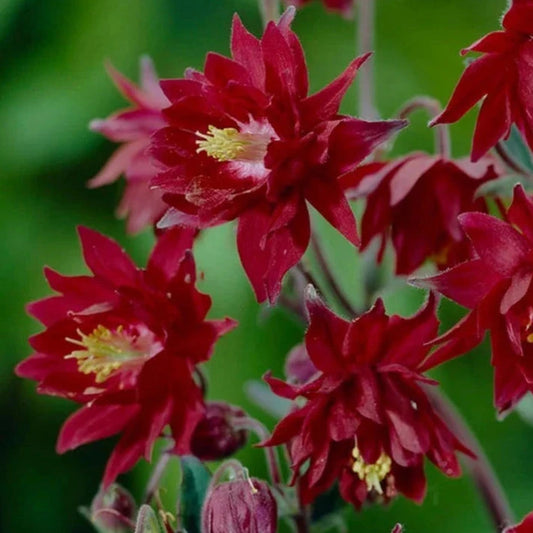Bilde av Aquilegia v. 'Bordeaux Barlow'-Spanne Plantesalg