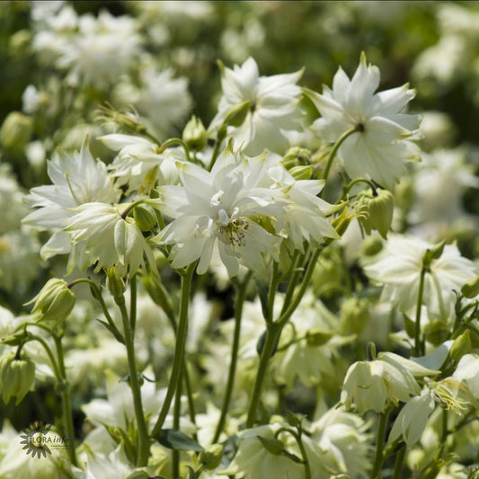 Bilde av Aquilegia v. 'White Barlow'-Spanne Plantesalg