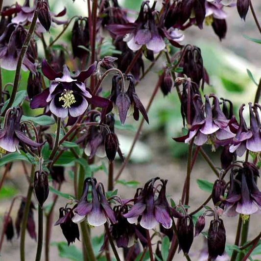 Bilde av Aquilegia v. 'William Guiness'-Spanne Plantesalg