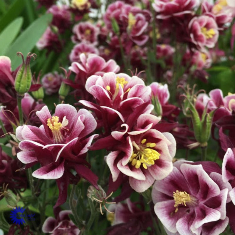 Bilde av Aquilegia vulgaris 'Winky Double Red-White'-Spanne Plantesalg
