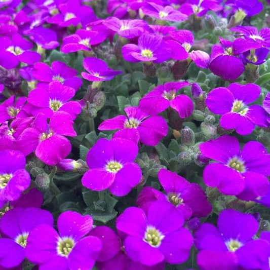 Bilde av Arabis caucas. Little Tr. Deep Rose-Spanne Plantesalg