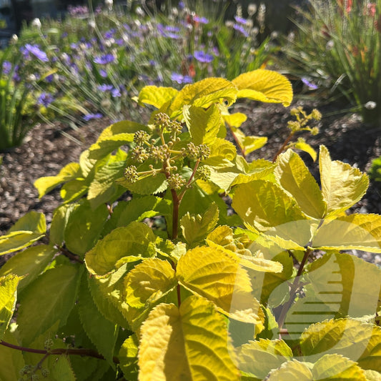 Bilde av Aralia cor. Sunking-Spanne Plantesalg