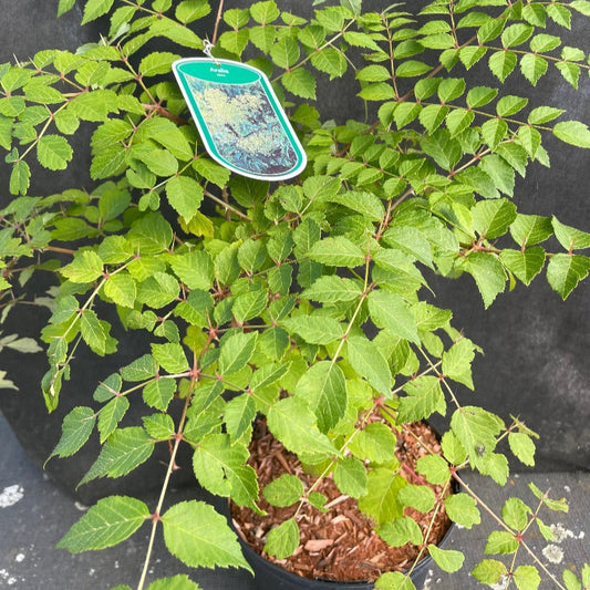 Bilde av Aralia elata-Spanne Plantesalg