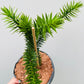 Bilde av Araucaria Araucana-Spanne Plantesalg