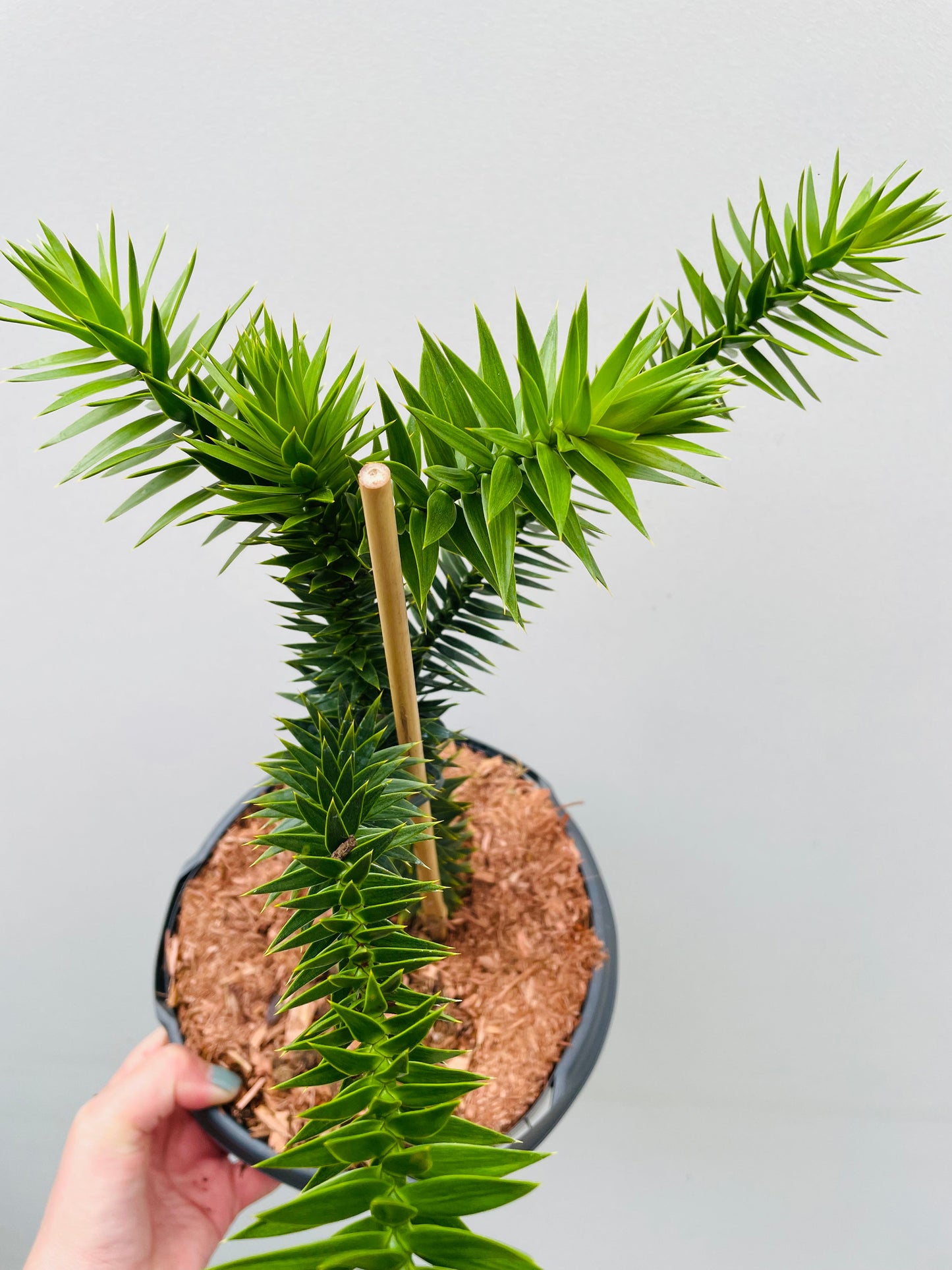 Bilde av Araucaria Araucana-Spanne Plantesalg