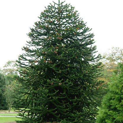Bilde av Araucaria Araucana-Spanne Plantesalg