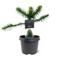 Bilde av Araucaria Araucana-Spanne Plantesalg
