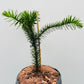 Bilde av Araucaria Araucana-Spanne Plantesalg