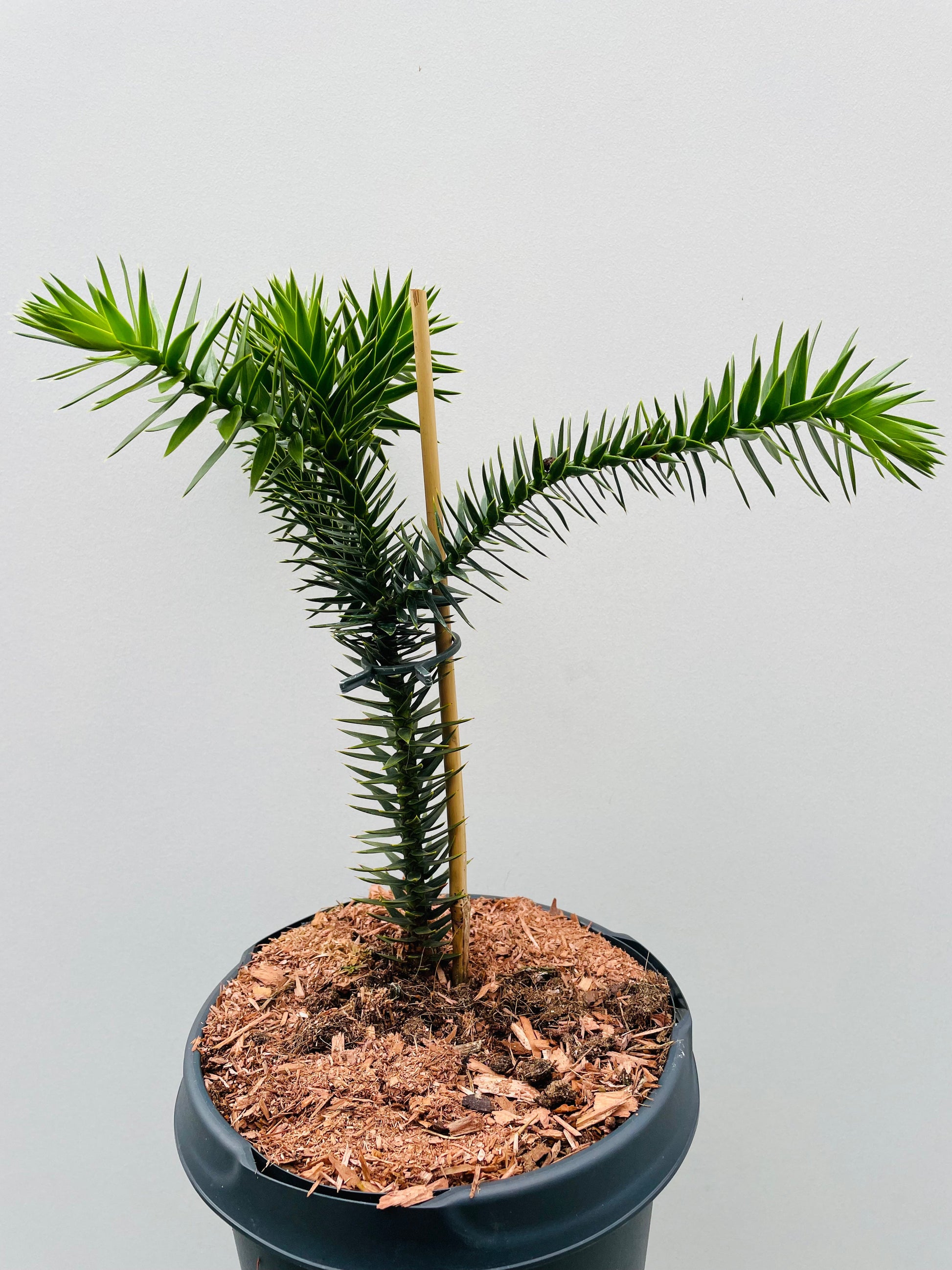 Bilde av Araucaria Araucana-Spanne Plantesalg