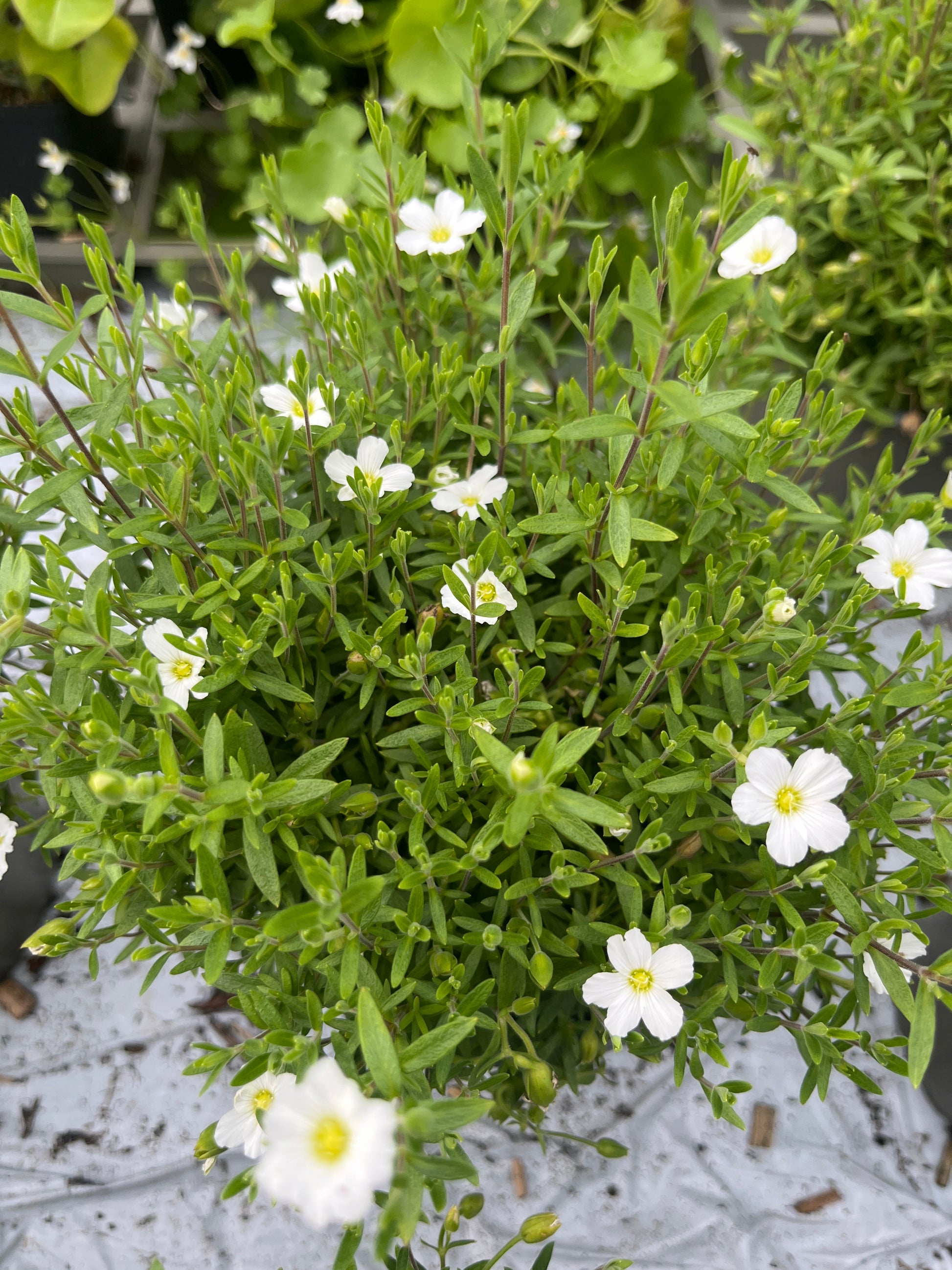 Bilde av Arenaria montana-Spanne Plantesalg