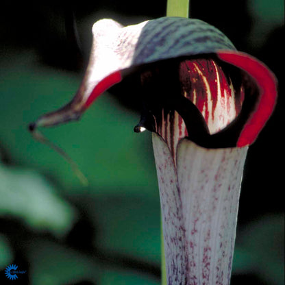 Bilde av Arisaema consanguineum-Spanne Plantesalg