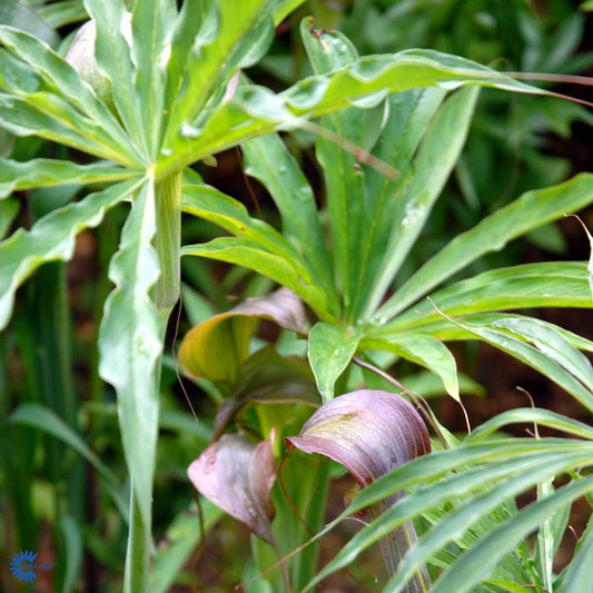 Bilde av Arisaema consanguineum-Spanne Plantesalg