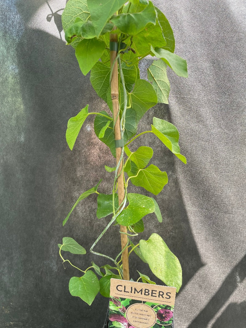 Bilde av Aristolochia durior (macrophylla)-Spanne Plantesalg