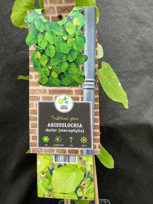 Bilde av Aristolochia durior (macrophylla)-Spanne Plantesalg