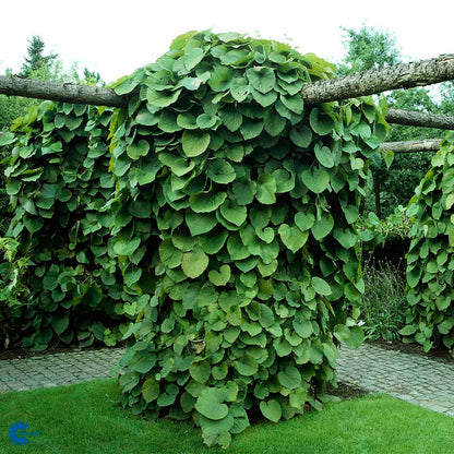 Bilde av Aristolochia macrophylla-1-Spanne Plantesalg