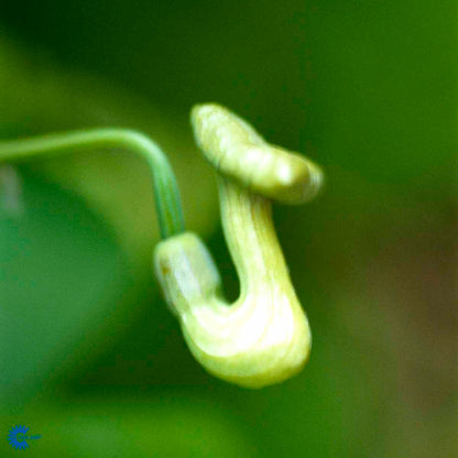 Bilde av Aristolochia macrophylla-1-Spanne Plantesalg