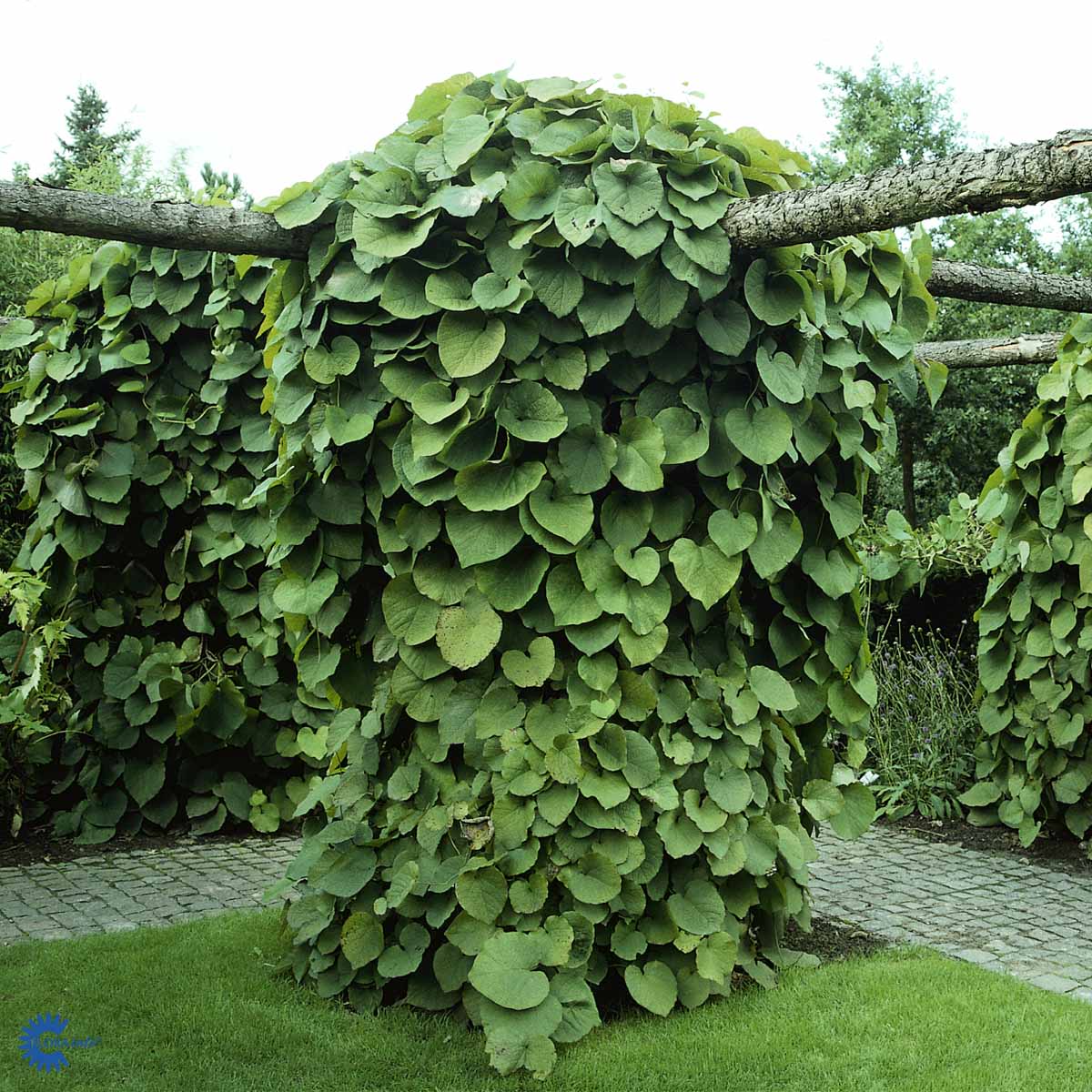 Bilde av Aristolochia macrophylla-1-Spanne Plantesalg