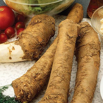 Bilde av Armoracia rusticana /Pepperrot-Spanne Plantesalg