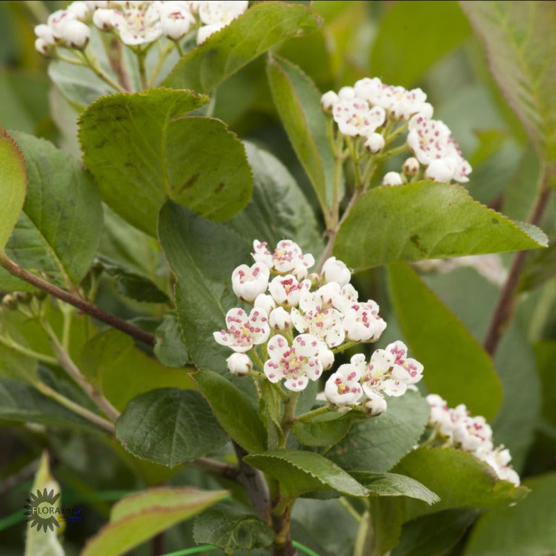 Bilde av Aronia melanocarpa Moskva-Spanne Plantesalg