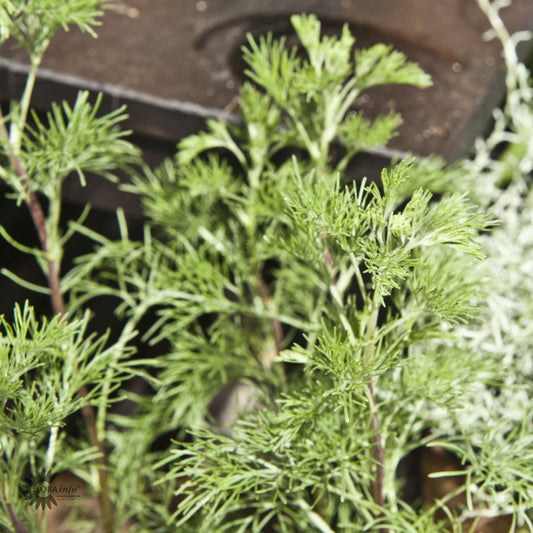 Bilde av Artemisia abrotanum-Spanne Plantesalg