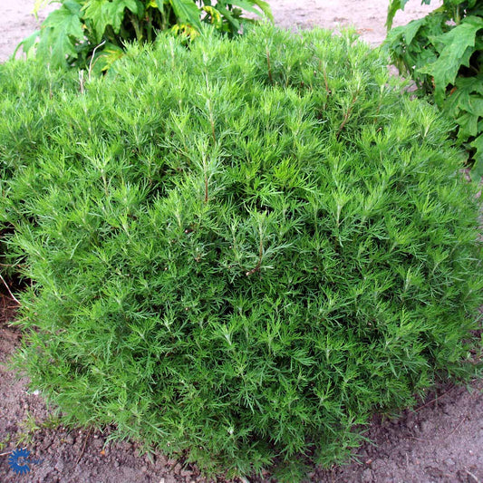 Bilde av Artemisia abrotanum-Spanne Plantesalg