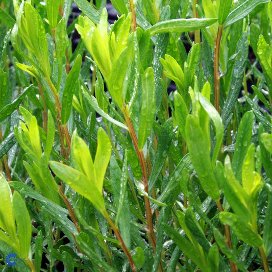 Bilde av Artemisia dracunculus-Spanne Plantesalg