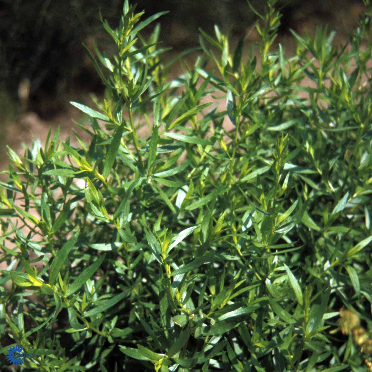 Bilde av Artemisia dracunculus-Spanne Plantesalg