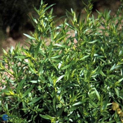 Bilde av Artemisia dracunculus-Spanne Plantesalg